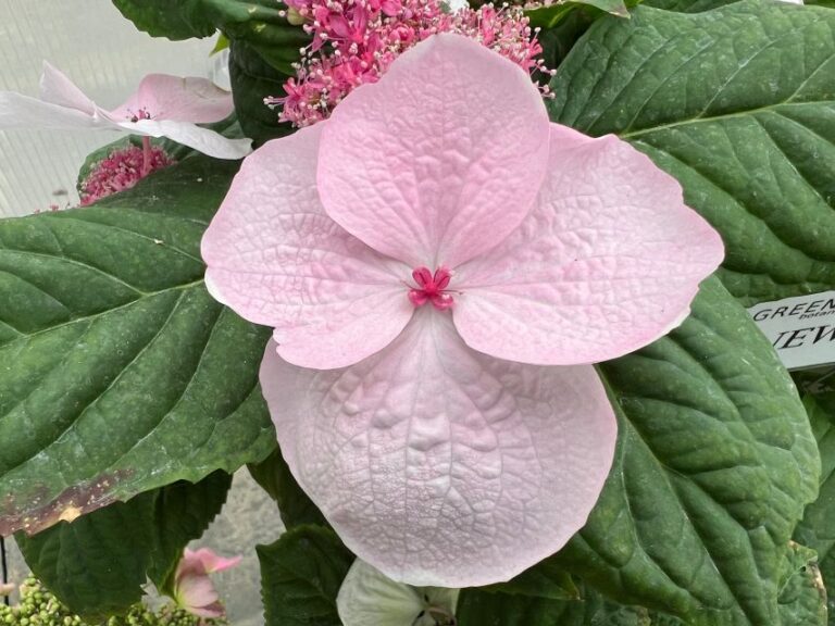 Hydrangea Game Changer series (Green Fuse Botanicals)