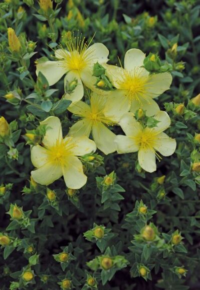 Hypericum 'Moonlight' (Jelitto)