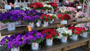 National Garden Bureau to Take Over California Spring Trials Registration