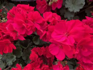 Interspecific Geranium Solera Series (Ball FloraPlant)