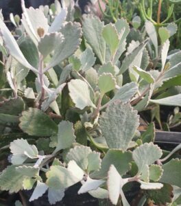 Kalanchoe 'Pumila Silver' (Jaldety)