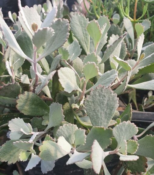 Kalanchoe 'Pumila Silver' (Jaldety)
