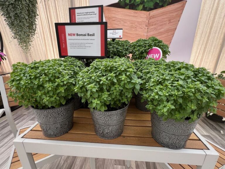 Kitchen Minis Basil Bonsai (PanAmerican Seed)