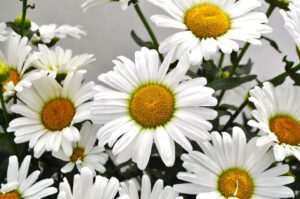 Leucanthemum 'Kilimanjaro' (Green Fuse Botanicals)