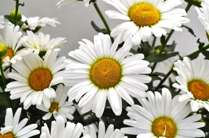 Leucanthemum 'Kilimanjaro' (Green Fuse Botanicals)