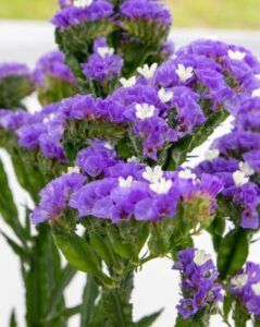 Limonium 'Hipster Blue' (Benary)