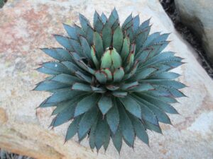 Mangave Bloodspot x Agave colorata (Rancho Tissue Technologies)