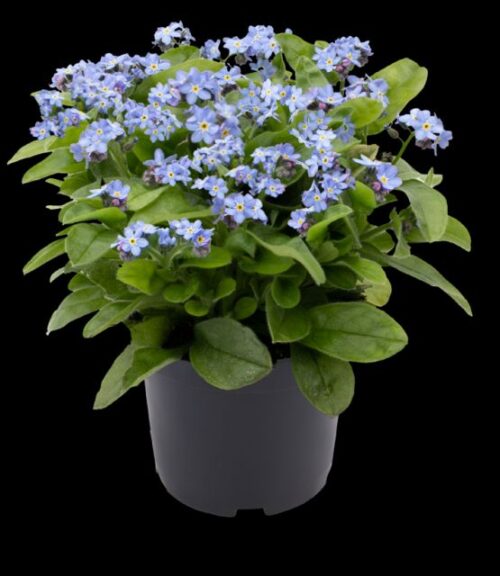 Myosotis 'Bellamy' (Benary)
