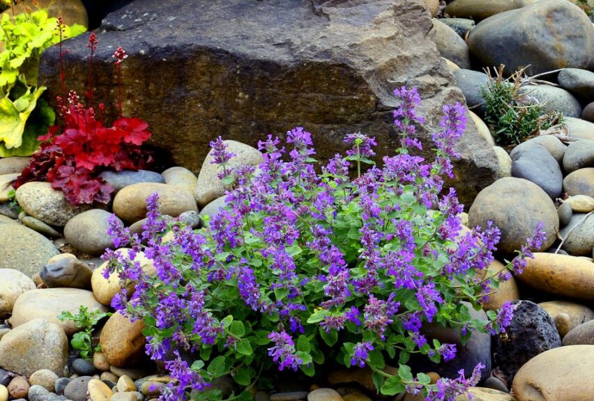 Nepeta 'Nova Blue' (ThinkPlants/Terra Nova Nurseries)