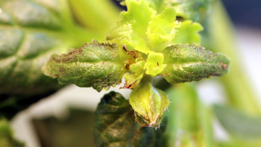 OnFloriculture broad mite damage