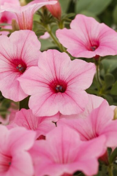 Petunia 'Dekko Maxx Pink' (Syngenta Flowers)