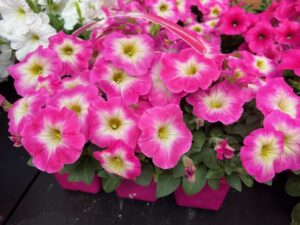 Petunia 'Easy Wave Rose Morn' (PanAmerican Seed)