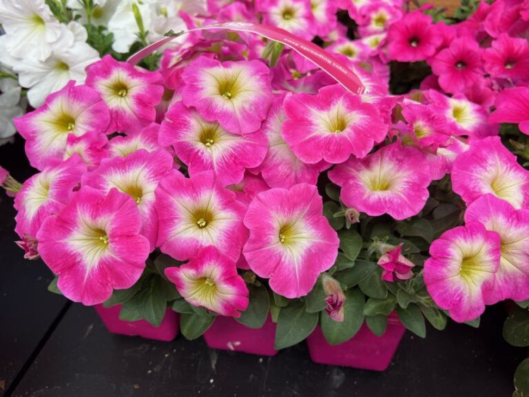 Petunia 'Easy Wave Rose Morn' (PanAmerican Seed)
