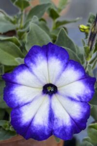 Petunia 'Illusion Lagoon' (Cohen Propagation Nurseries)