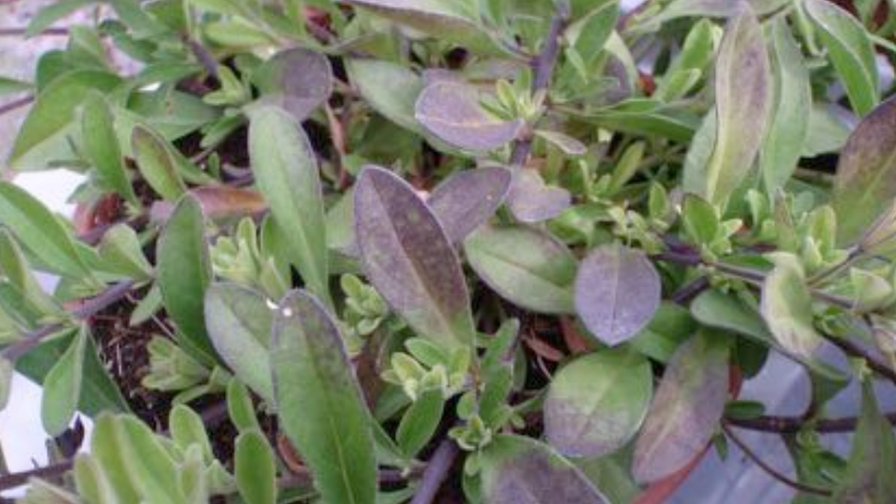 Petunia Purple Leaf (purpling) Discoloration