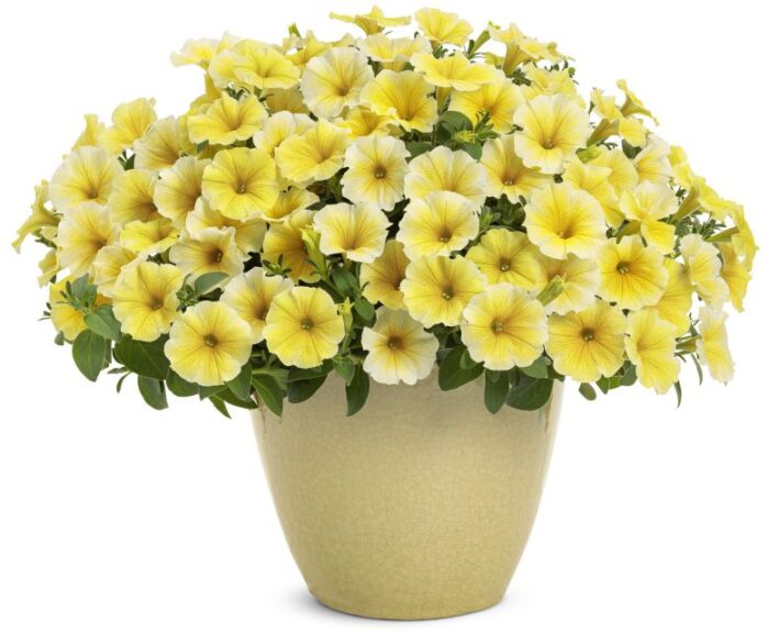 Petunia hybrid 'Supertunia Saffron Finch' (Proven Winners)