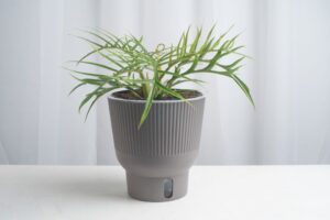 Looking for Something New? Try These Plant Varieties Out for Size