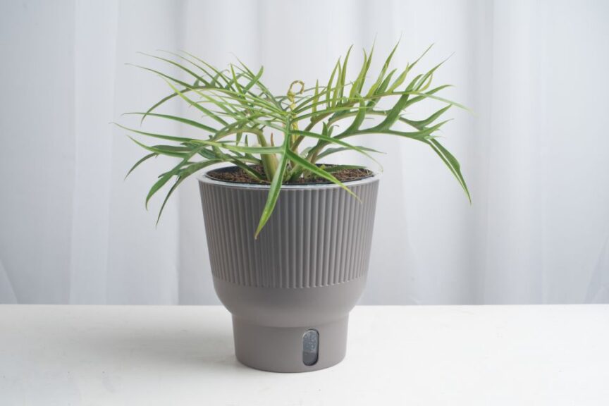 Looking for Something New? Try These Plant Varieties Out for Size