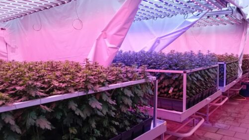 Project Aims to Establish Best Lighting Recipes for Chrysanthemums