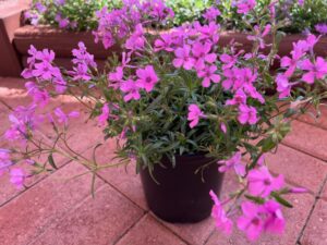 Phlox ‘Spring Splash’ (Darwin Perennials)