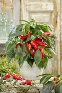 Pillar Peppers 'Luna Sweet Red' (Prudac)