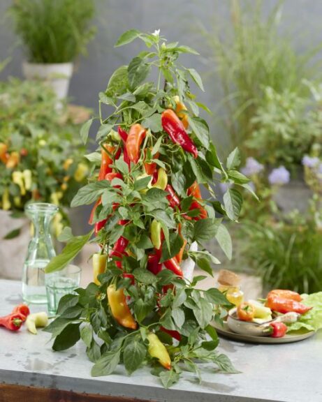 Ponky Peppers 'Sweet Caroline Red' (Prudac)