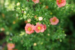 Potentilla ‘Happy Face Orange’ (Spring Meadow Nursery)