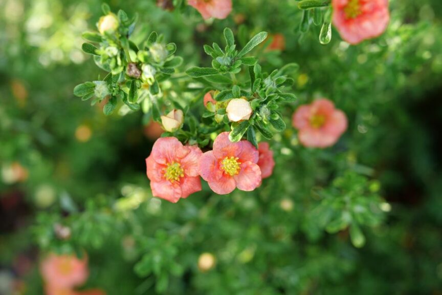 Potentilla ‘Happy Face Orange’ (Spring Meadow Nursery)