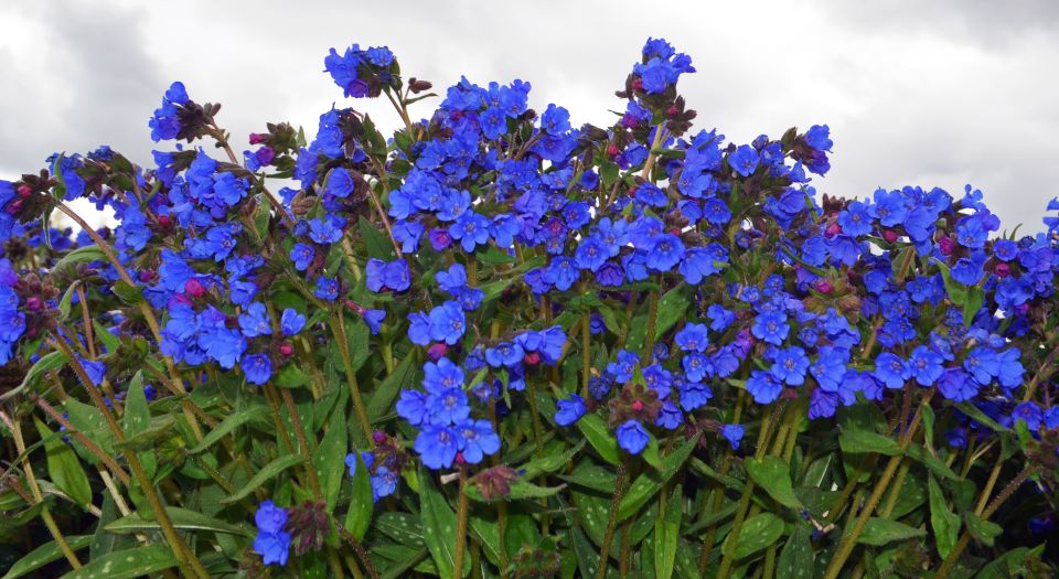 Pulmonaria 'Nova Cobalt' (Terra Nova Nurseries)