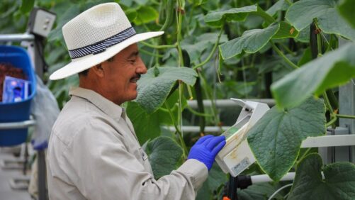 Learning Opportunity: Webinar on Optimizing Greenhouse Workforce Productivity