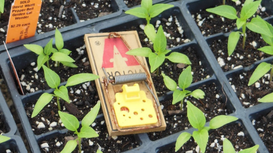 Rodent Control Mouse Trap web