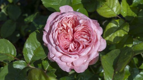 Star Roses and Plants’ New Sales Development Manager Brings Wealth of Experience