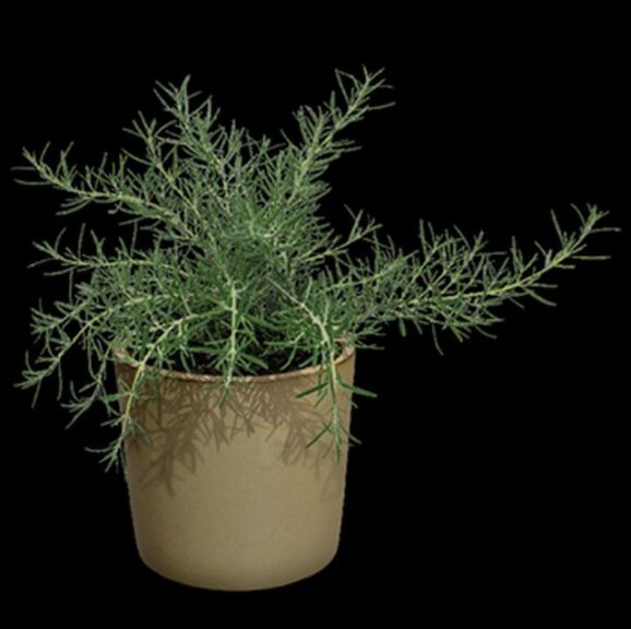 Rosmarinus 'Roman Beauty' (Hishtil)