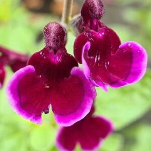 Salvia 'Blackberry Ripple' (Jaldety)