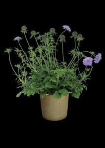 Scabiosa 'Kudo Blue' (Hishtil)