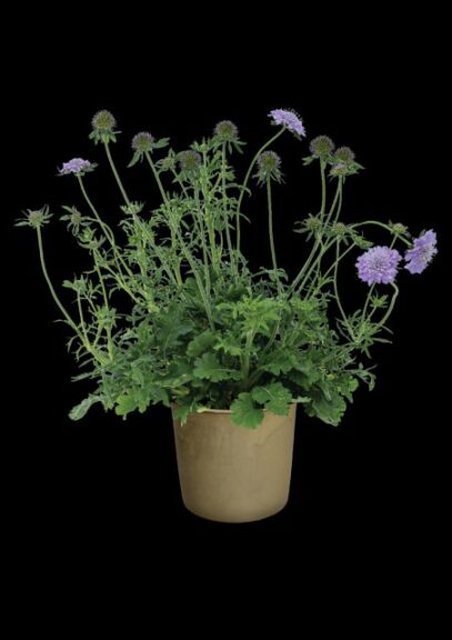 Scabiosa 'Kudo Blue' (Hishtil)