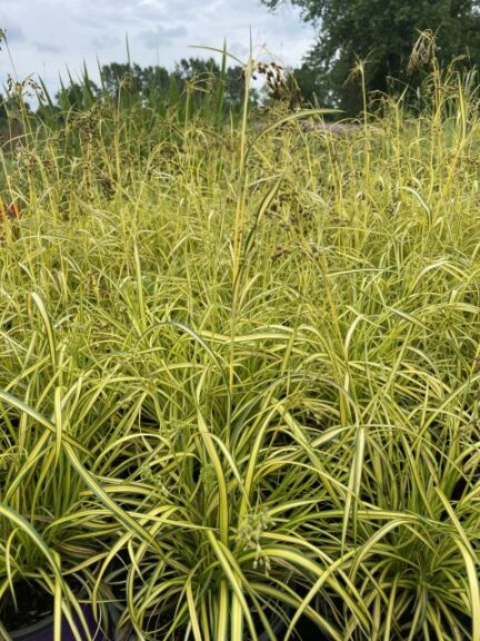 Scirpus pendulus 'Stars and Stripes' (Intrinsic Perennial Gardens)