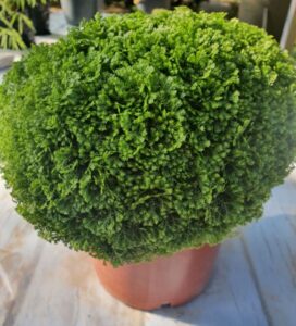 Selaginella 'Green Spikemoss' (Jaldety)