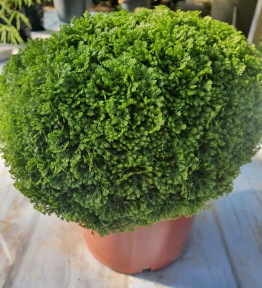 Selaginella 'Green Spikemoss' (Jaldety)
