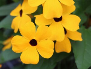 Thunbergia 'Sunny Susy Gold' (Jaldety)