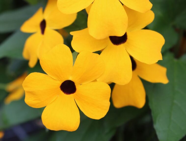 Thunbergia 'Sunny Susy Gold' (Jaldety)