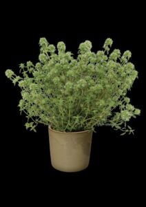 Thymus 'PomPom' (Hishtil)