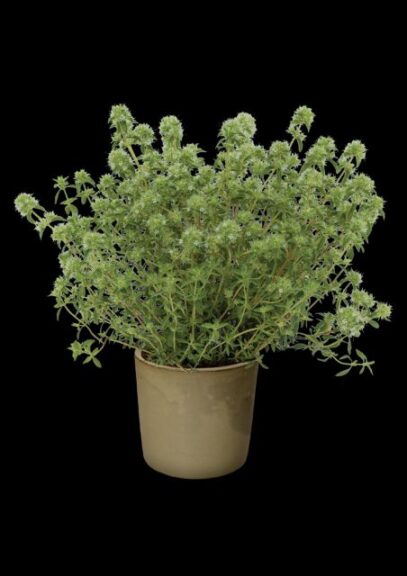 Thymus 'PomPom' (Hishtil)