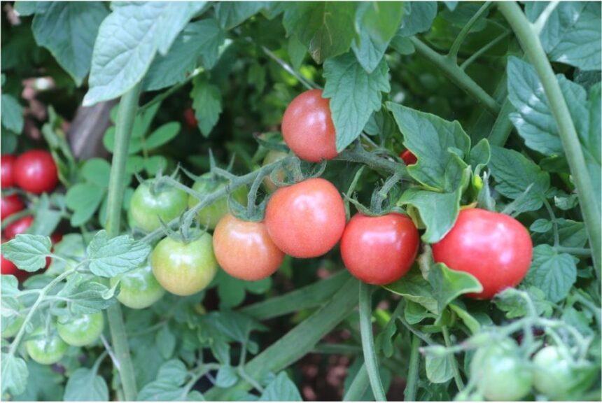 Tomato 'Unicorn Pink' (Burpee)