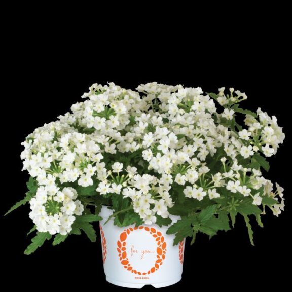 Verbena 'Empress Sun Kiss White' (Dümmen Orange)