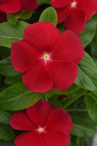 Vinca 'Titan-ium Dark Red' (PanAmerican Seed)