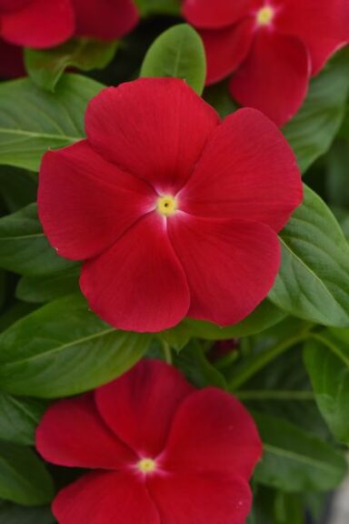 Vinca 'Titan-ium Dark Red' (PanAmerican Seed)