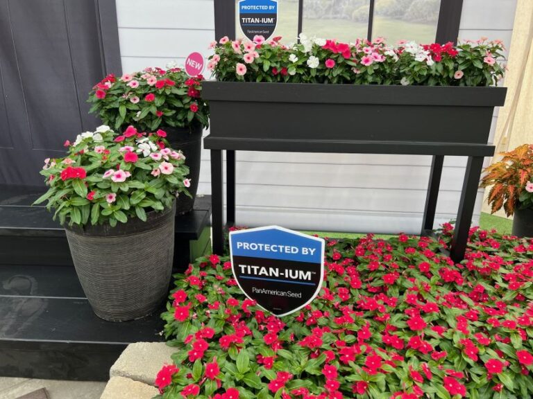 Vinca Titan-ium Series (PanAmerican Seed)