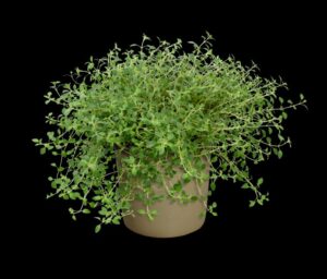 Ziziphora 'High Mountain Mint' (Hishtil)