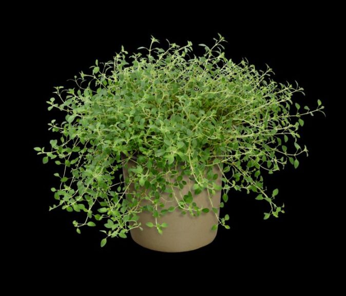 Ziziphora 'High Mountain Mint' (Hishtil)